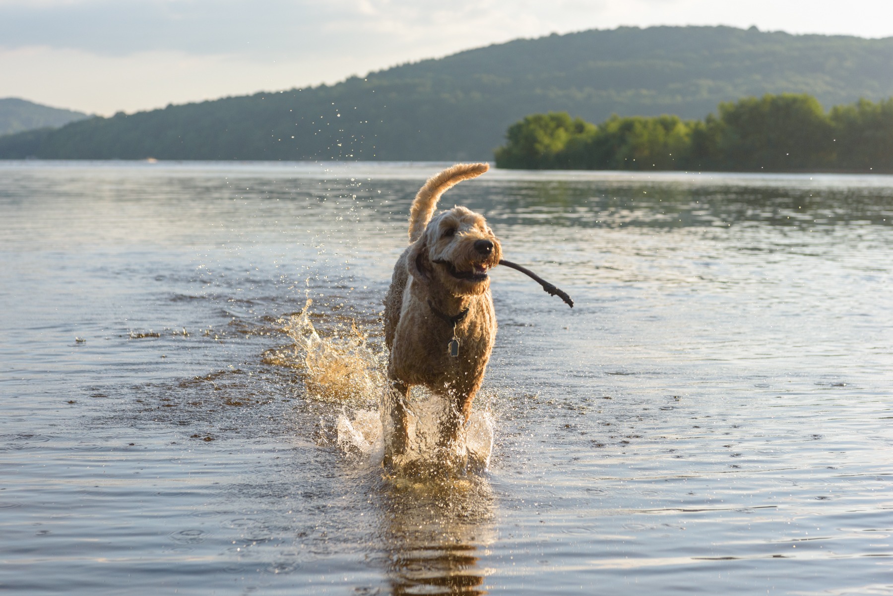Dog running through shallow lake water with a stick